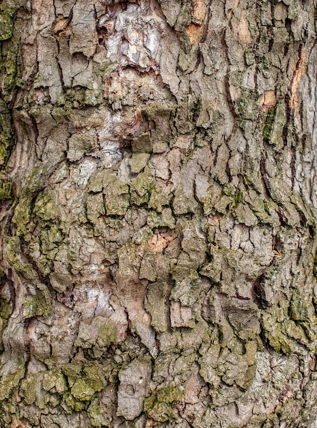 Corteza de árbol viejo