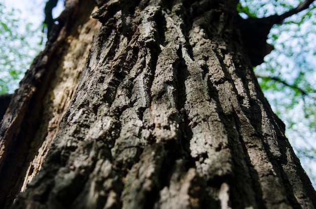 Corteza de árbol viejo