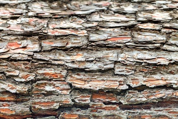 La corteza del árbol viejo.