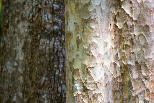 Corteza de árbol.