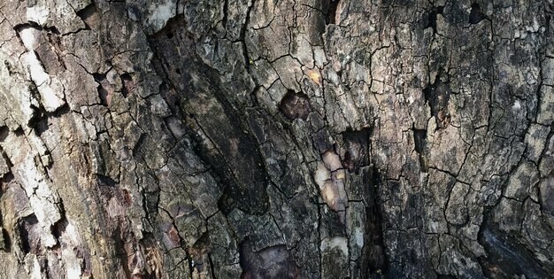 La corteza de un árbol