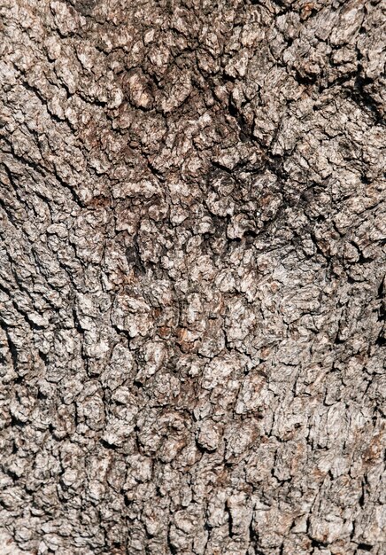 Corteza de un árbol