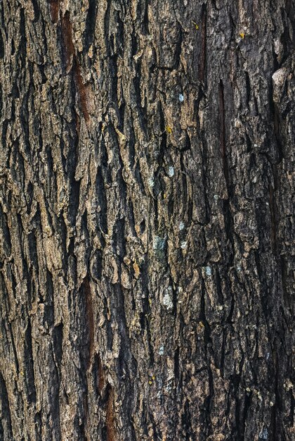 Corteza de árboles caducifolios Fondo de textura