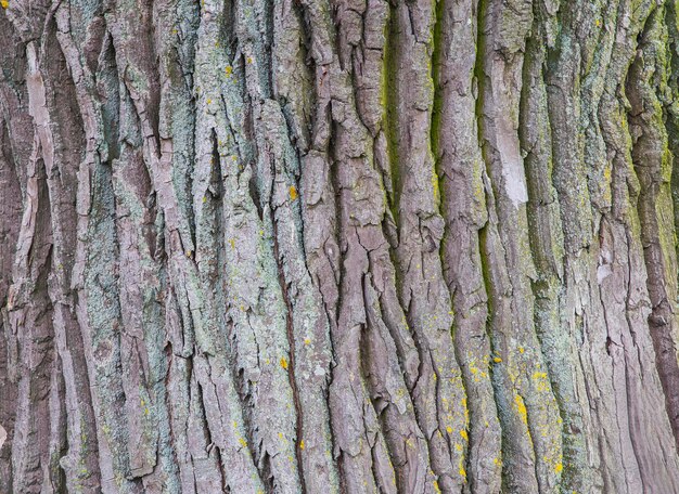 corteza áspera gris de un viejo árbol grande de cerca