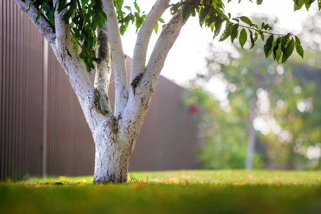 Corteza blanqueada de árbol que crece en el jardín soleado de huerta en el fondo borroso espacio verde copia.