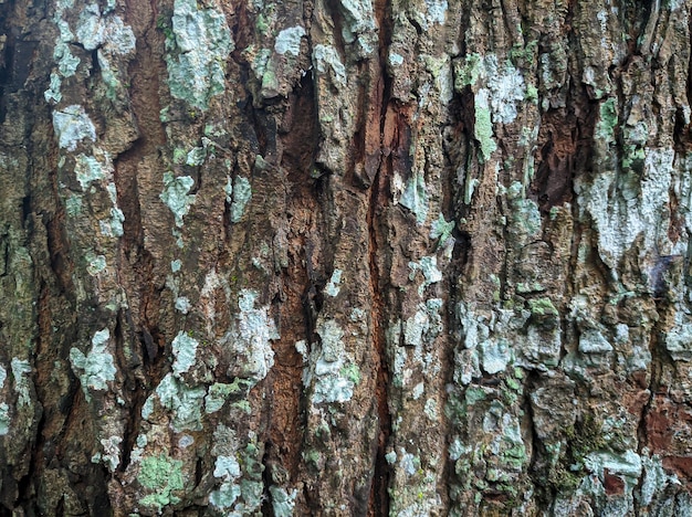 Corteza de caoba con una textura única