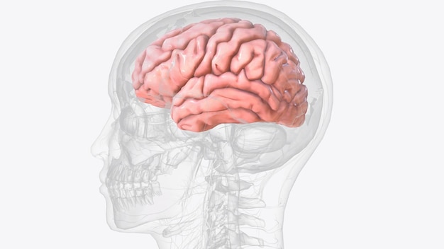 Foto la corteza cerebral, también conocida como manto cerebral, es la capa externa de tejido neuronal del cerebro en los humanos.