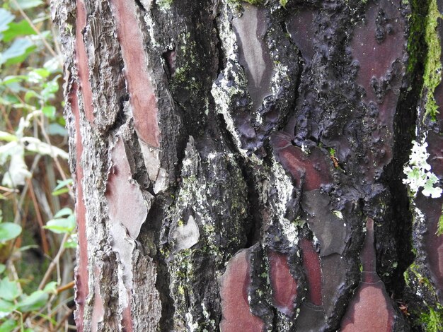 Corteza de um gran arbol em detalhe