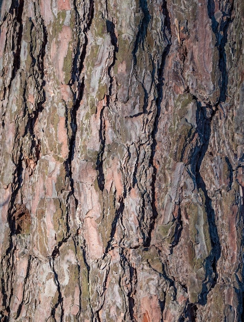 La corteza del fondo del árbol de pino