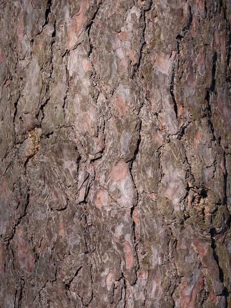 La corteza del fondo del árbol de pino