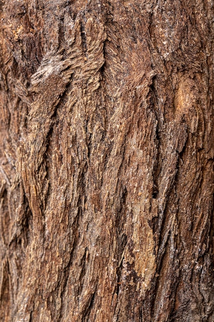 Corteza de fondo de textura de árbol de cedro, textura de árbol seco, textura de madera