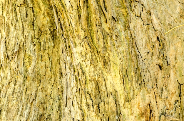 Foto corteza de fondo y textura de árbol