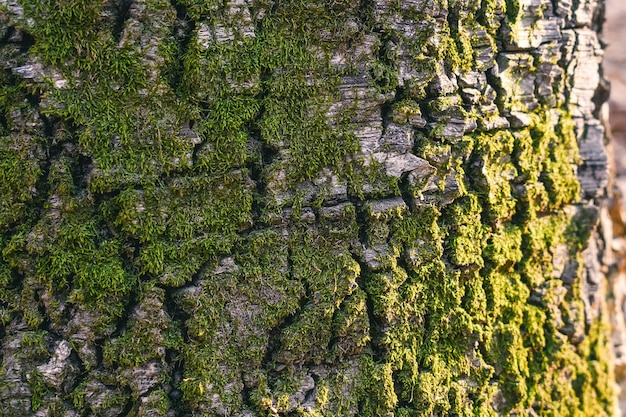 Corteza de madera áspera cubierta de musgo verde.