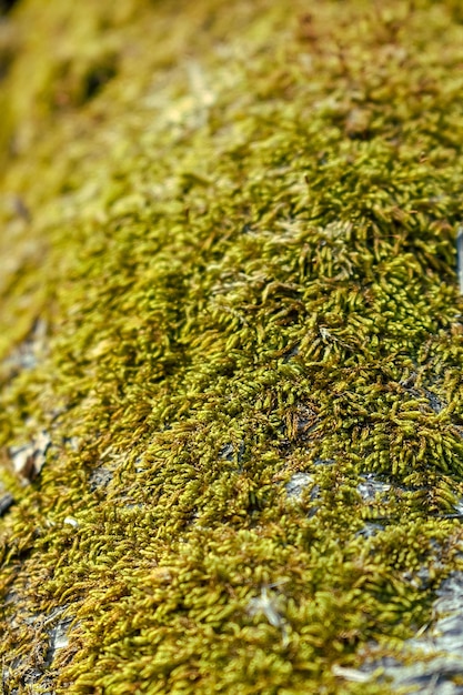 Foto corteza de madera áspera cubierta de musgo verde.
