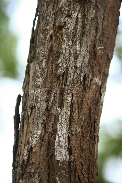 Corteza de madera en el jardín Cerrar Textura