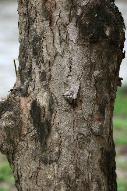 Corteza de madera en el jardín Cerrar Textura