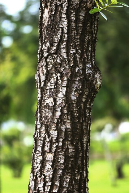 Corteza de madera en el jardín Cerrar Textura