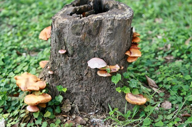 Corteza de madera en el jardín Cerrar Textura