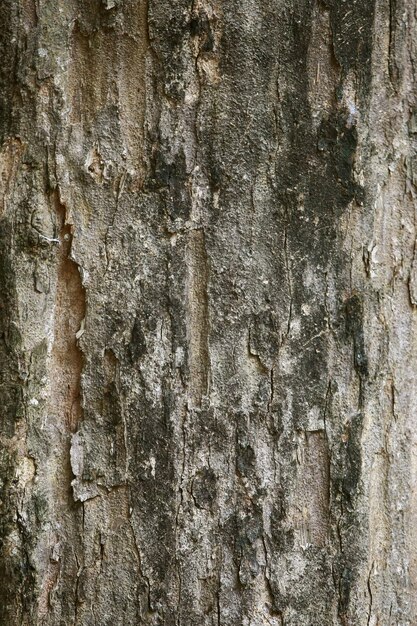 Corteza de madera en el jardín Cerrar Textura