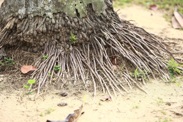 Corteza de madera en el jardín Cerrar Textura