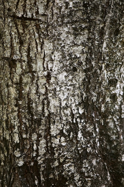 Corteza de madera en el jardín Cerrar Textura