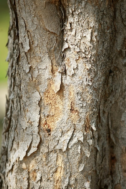 Corteza de madera en el jardín Cerrar Textura