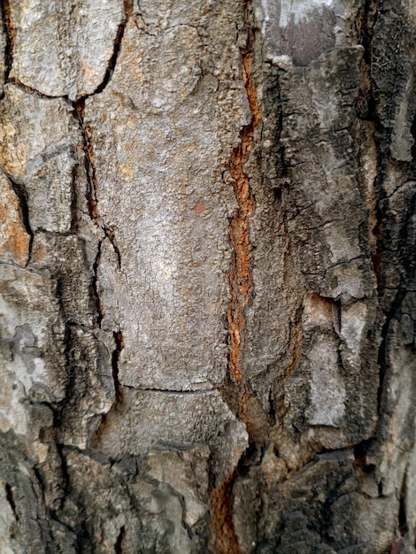 Corteza de madera en el jardín, textura de cerca