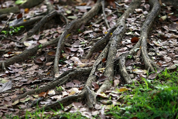 Corteza de madera en el jardín, textura de cerca