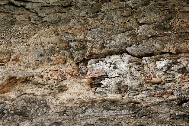 Corteza de madera en el jardín, textura de cerca