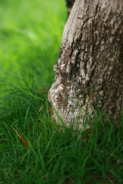 Corteza de madera en el jardín, textura de cerca