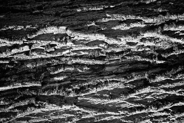 Foto corteza negra de fondo de textura de árbol