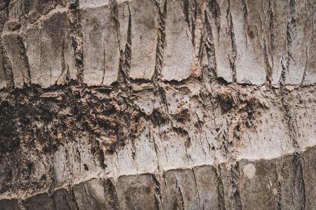 Corteza de palmera tropical superficie madera textura detalle patrón natural papel tapiz abstracto macro minimalismo exótico concepto de diseño para producto ambiental eco spa Fondo claro marrón gris oscuro