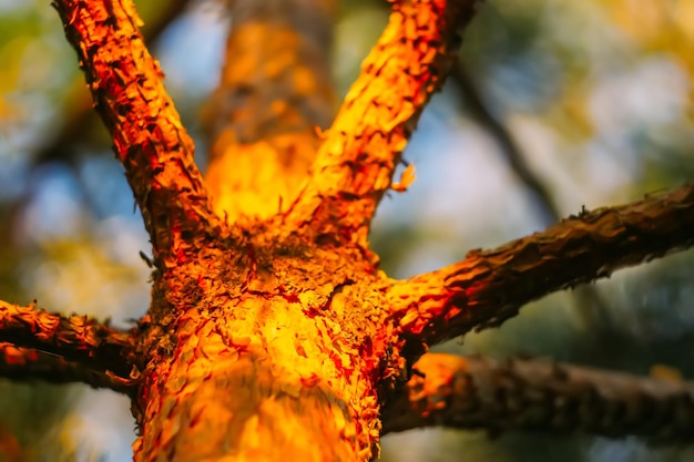 Foto corteza de pino a la luz del sol detalles de la naturaleza en el bosque salvaje