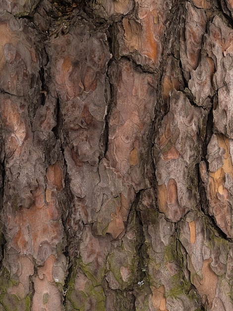 Corteza de pino, textura abstracta marrón, fondo oscuro de madera natural