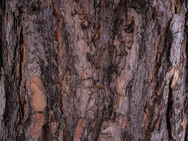 Corteza de pino, textura abstracta marrón, fondo oscuro de madera natural