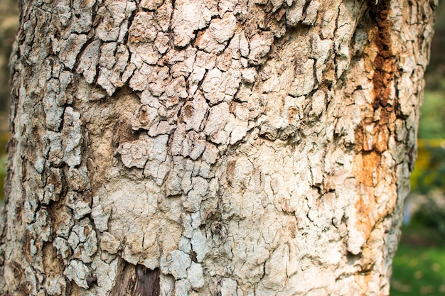 Corteza de una textura de madera de árbol