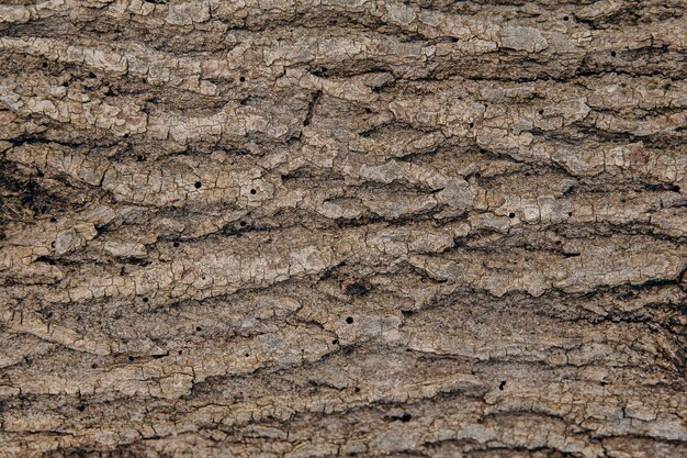 Foto la corteza texturizada de un árbol con agujeros es comida y dañada por un escarabajo de corteza pestes de árboles termitas y escarabajos