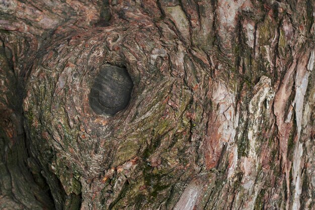 corteza texturizada de un árbol grande y viejo