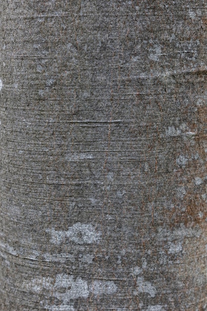 La corteza de la trama de fondo de textura de árbol de haya cerrar