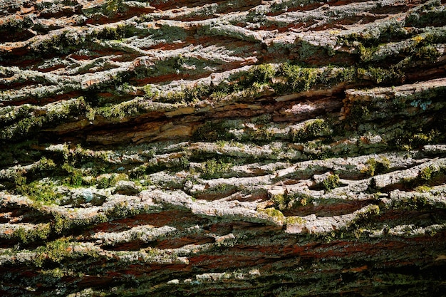 Corteza vieja de fondo de textura de árbol