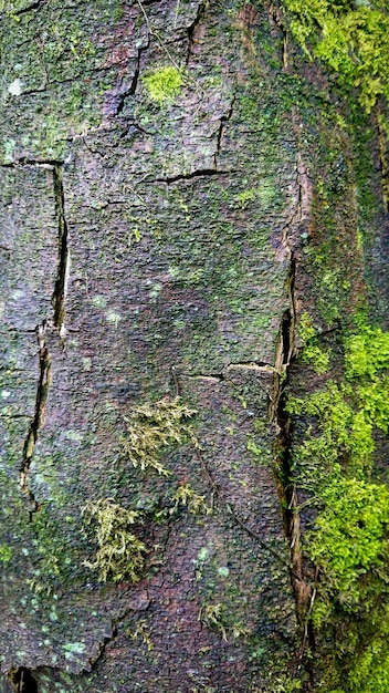 Cortiça de árvore coberta de musgo verde