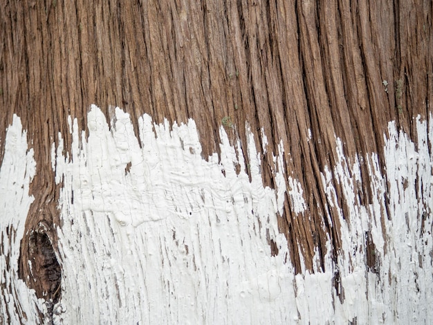 Cortiça de árvore em pintura branca Tronco de árvore pintado Cortiça nervurada de uma árvore do sul Fundo de material natural