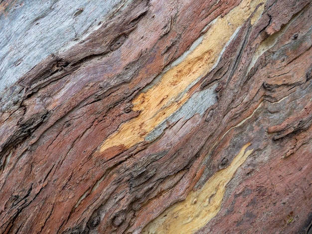 Cortiça de árvore tropical Padrão de cortiça bonito Padrões de madeira em diferentes cores