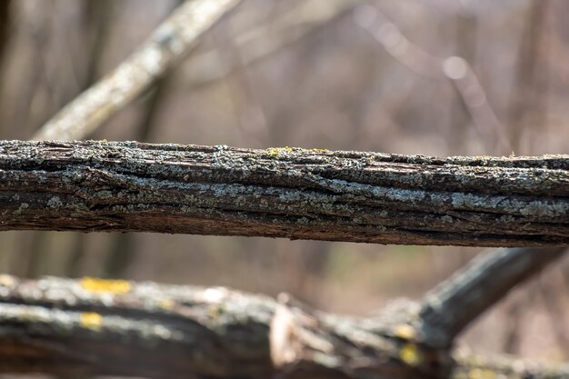 Foto cortiça de mel lonicera maakii textura da casca no início da primavera