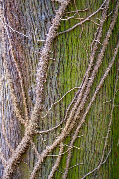 Cortiça de tronco de árvore florestal antiga verde colorido coberta de líquenes e plantas parasitas epífitas como leans detalhes em close-up