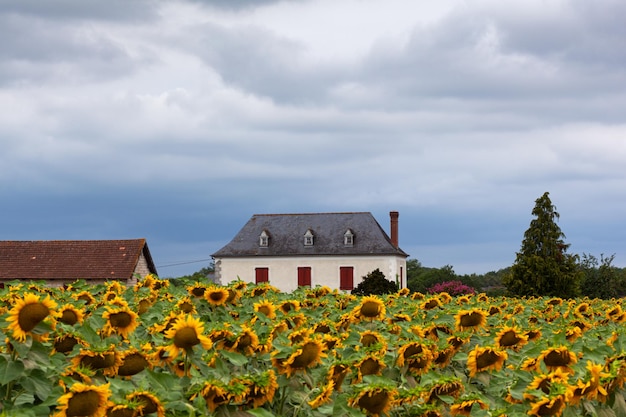 Cortijo en el campo de girasoles en el cielo nublado a lo largo de la ruta francesa Chemin du Puy del Camino de Santiago