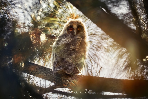 Coruja bebê pequena na floresta