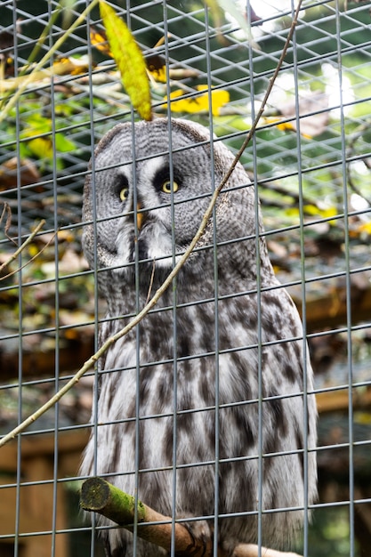 Coruja cinzenta no zoológico