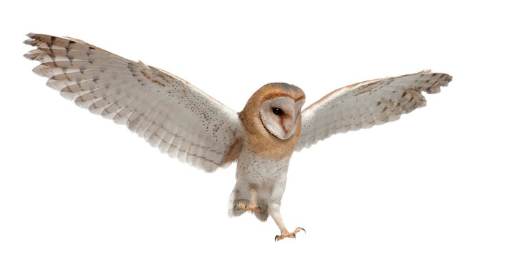Foto coruja-das-torres, tyto alba, 4 meses de idade, voando contra uma superfície branca