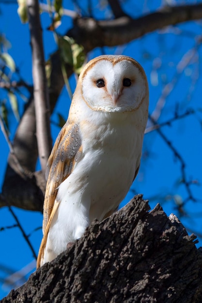 Coruja-das-torres Tyto alba Málaga Espanha